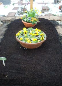 Bepflanzung in Schalen für das erste Jahr