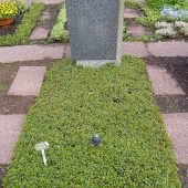 Bepflanzung mit Cotoneaster als Bodendecker