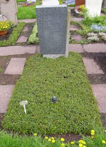 Bepflanzung mit Cotoneaster als Bodendecker