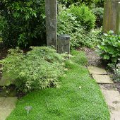 Immergrünes Grab mit Moos und Zwergahorn