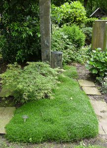 Immergrünes Grab mit Moos und Zwergahorn