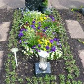 Einzelwahlgrab mit frischem Grabrand und Cotoneaster als Dauergrün