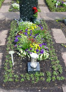 Einzelwahlgrab mit frischem Grabrand und Cotoneaster als Dauergrün