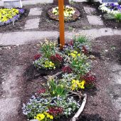 Einzelwahlgrab nach ca. einem Jahr – Einpflanzung ohne Grabstein