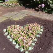 Famileingrab in Herzform bepflanzt