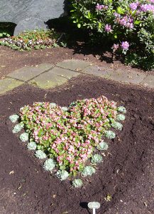 Famileingrab in Herzform bepflanzt