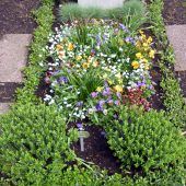 Frühlingsbepflanzung von einem Einzelgrab