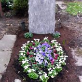 Grabbepflanzung im Frühling