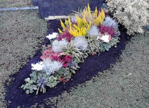 Herbstbepflanzung mit Eriken, Gräsern und Alpenveilchen