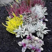 Bunte Herbstpflanzen