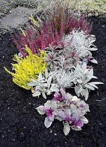 Bunte Herbstpflanzen