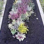 Herbstbepflanzung mit Eriken und Laubpflanzen