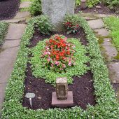 Sommerbepflanzung mit Eisbegonien