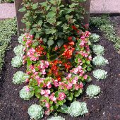 Sommerbepflanzung mit Echeverien, Eisbegonien und Streichholzfuchsie