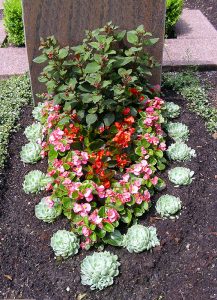 Sommerbepflanzung mit Echeverien, Eisbegonien und Streichholzfuchsie