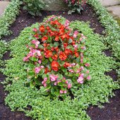 Sommerbepflanzung mit Eisbegonien und Mecadonia