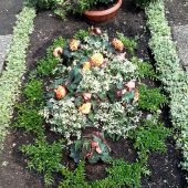 Sommerbepflanzung mit mit weißer Myrte, orangenen Knollenbegonien und weißen Euphorbien