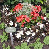 Sommerbepflanzung mit Pilea, Eisbegonien,Solenia Begonie und Euphorbiengras