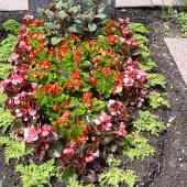 Sommerbepflanzung mit Pilea, Eisbegonien und Streichhozfuchsie