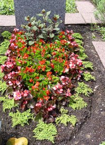 Sommerbepflanzung mit Pilea, Eisbegonien und Streichhozfuchsie