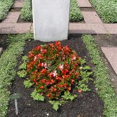 Sommerbeet mit Eisbegonien und Pilea