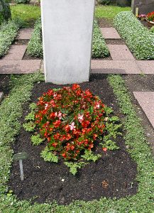 Sommerbeet mit Eisbegonien und Pilea