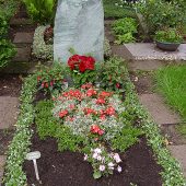 Sommerbepflanzung mit Solenia-Begonien und Euphorbiengras