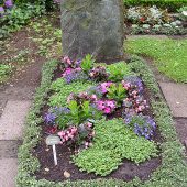 Sommerbepflanzung mit Mecadonia, gefüllten Begonien und Lobelien