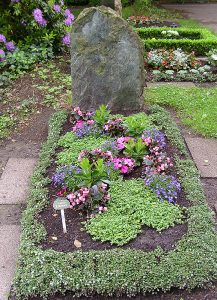 Sommerbepflanzung mit Mecadonia, gefüllten Begonien und Lobelien