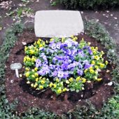 Urnengrab mit Bepflanzung im Frühling