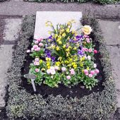 Urnengrab mit Bepflanzung im Frühling