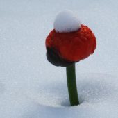 Ranunkelblüte im Schnee
