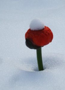 Ranunkelblüte im Schnee