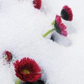 Bellis im Schnee