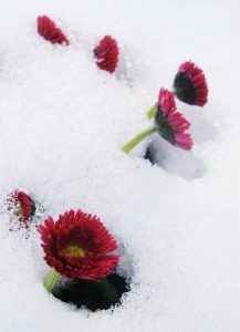 Bellis im Schnee