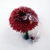 Bellis im Schnee
