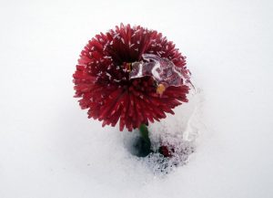 Bellis im Schnee