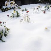 Verschneite Gräber im Winter auf dem Friedhof