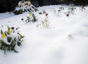 Verschneite Gräber im Winter auf dem Friedhof