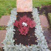 Grabrand mit Blautanne