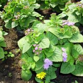 Ageratum – auch Leberbalsam genannt