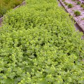 Alchemilla zum Schnitt – auch Frauenmäntelchen genannt