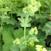 Alchemilla – auch Frauenmäntelchen genannt