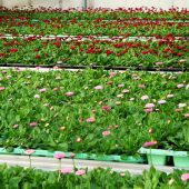 Aufzucht von Bellis in einem unserer Gewächshäuser