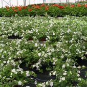 Bacopa – auch Schneeflöckchen genannt