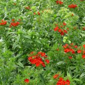 Bartnelken zum Schnitt