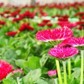 Bellis aus eigener Aufzucht