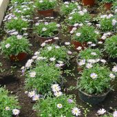 blaues Gänseblümchen