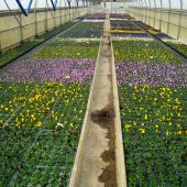 Der Blick in eines unserer zwölf Gewächshäuser