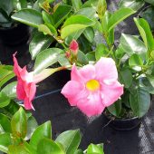 Dipladenia